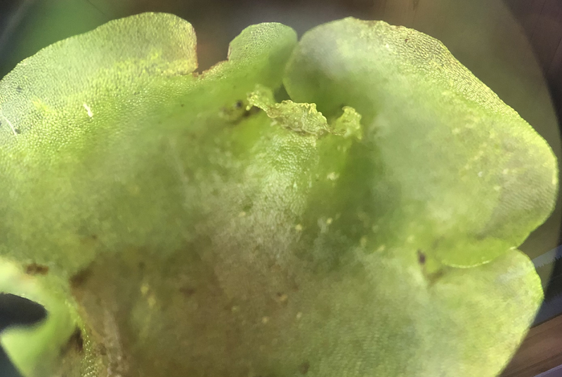 Pellia neesiana